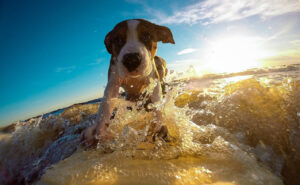 Vacanze pet