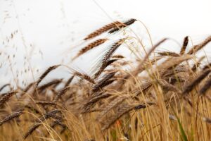 Tra passato e presente: la rivincita dei grani antichi