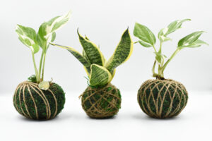 Kokedama: dal Giappone, il muschio che arreda