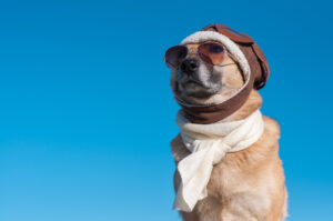 Viaggio da cani, 5 compagnie aeree pet friendly