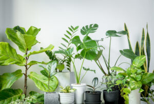 Depurare l'aria di casa con le piante