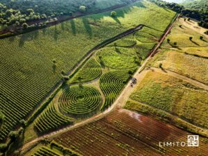 Limito, il vigneto labirinto più grande del mondo