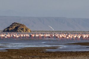 Lago Natron, la strana storia del bacino dalle acque stregate