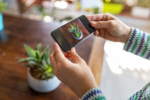 Niente pollice verde? Ci pensano le app