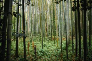 La plastica di bambù, una svolta green per il futuro