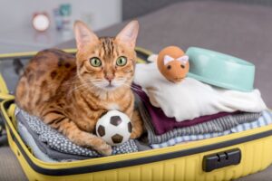 Vademecum per viaggiare con il vostro animale domestico