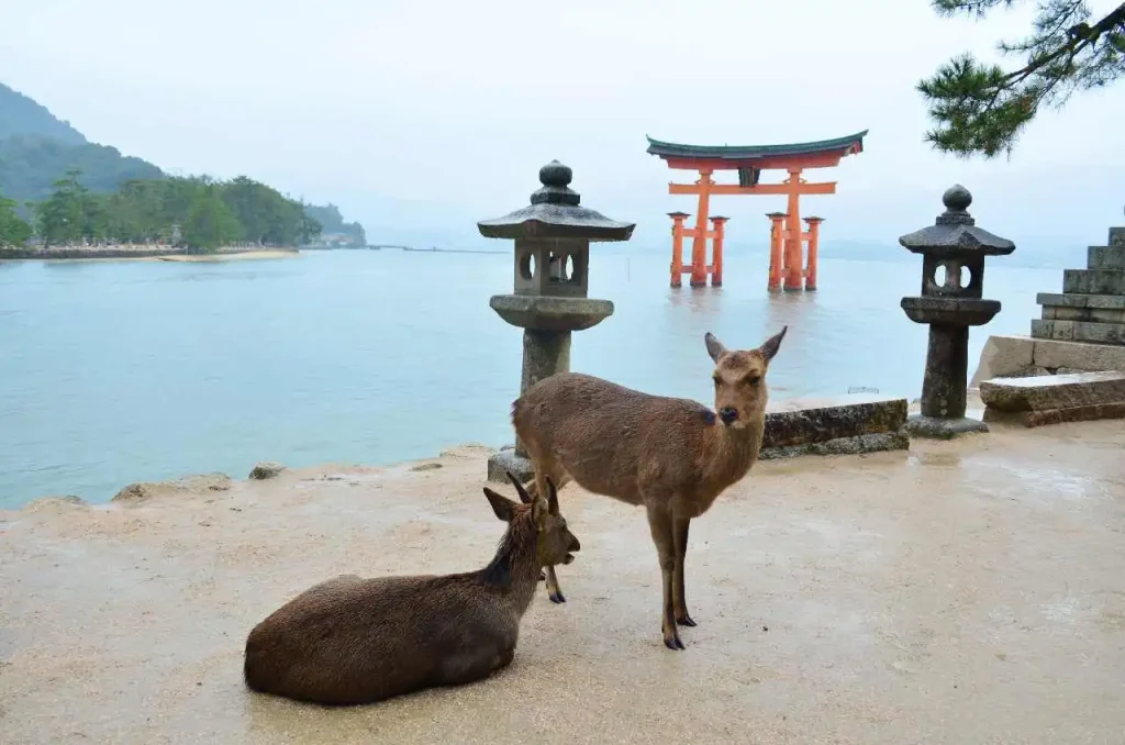 Cervi nell'isola di Miyajima
