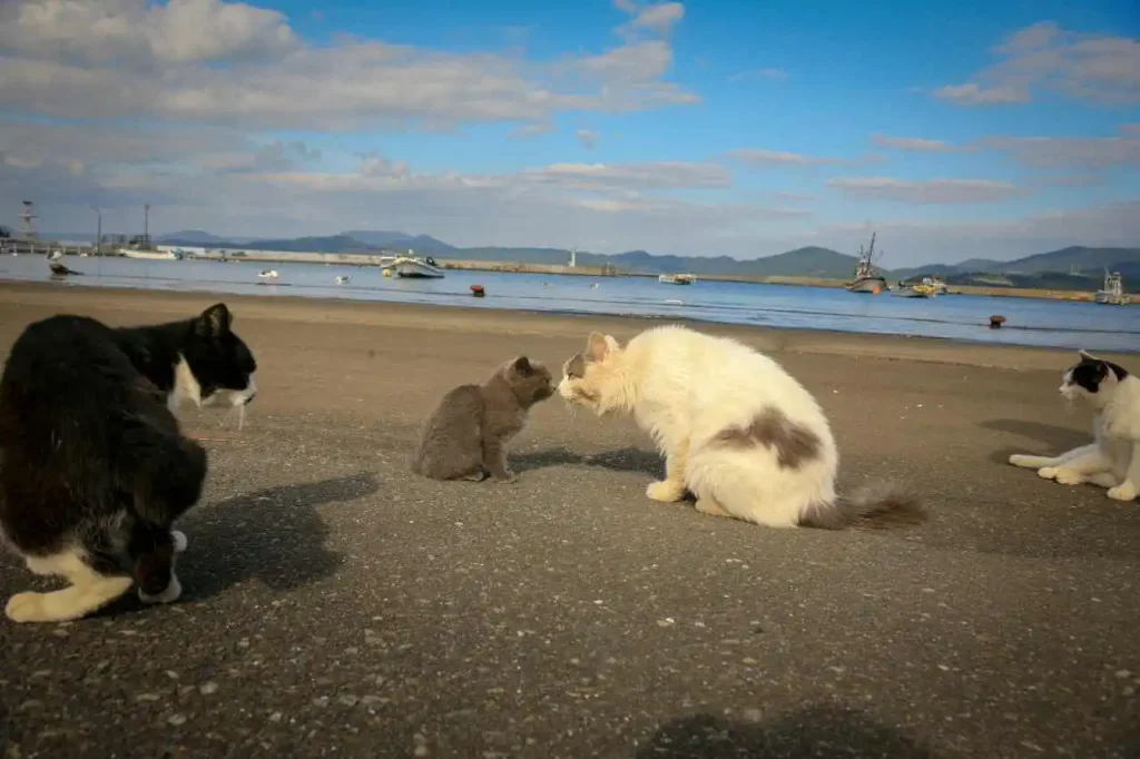 L'isola dei gatti in Giappone