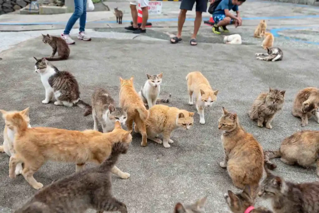 Gatti che si aggirano per le strade di Ainoshima