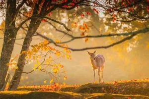 Giappone, isole e parchi per animali in libertà
