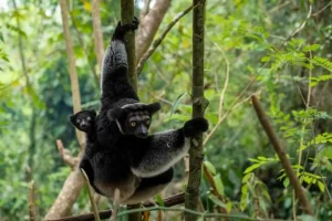 Parco di Andasibe - Madagascar