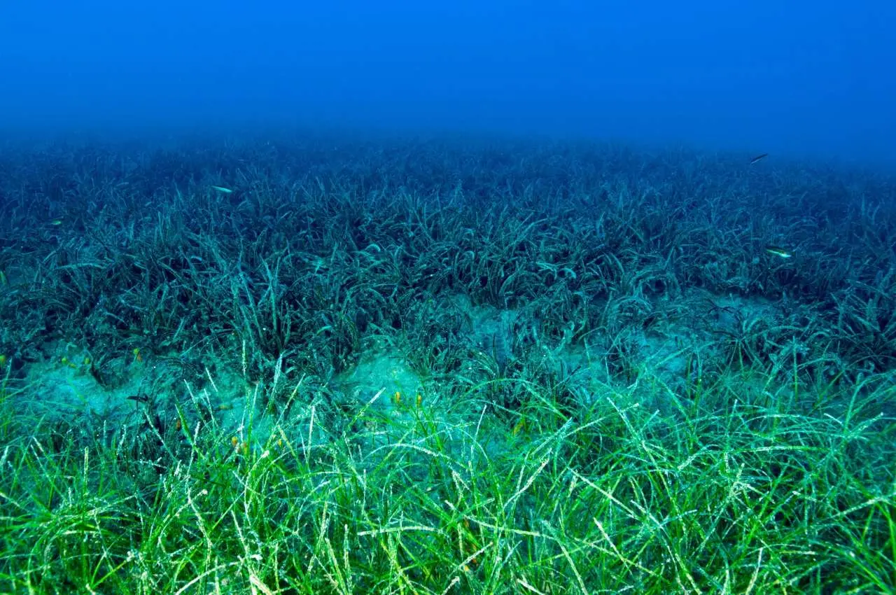 ibuprofene e inquinamento del mare
