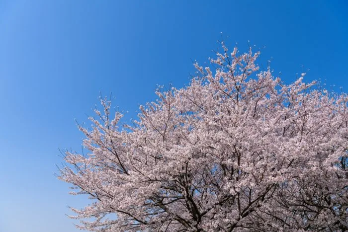 dove vedere i fiori di ciliegio a Roma? Al CREA