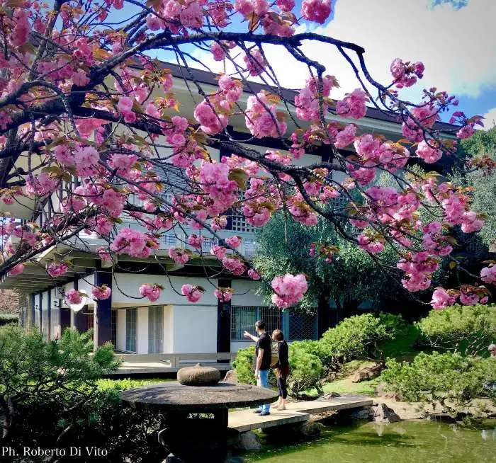 Istituto di Cultura Giapponese a Roma, foto dal delizioso giardino
