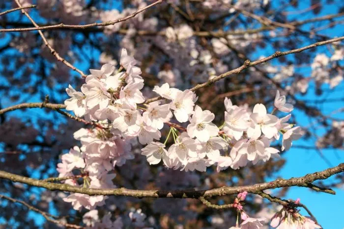 Dove vedere la fioritura dei ciliegi a Roma