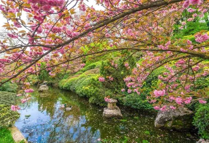 uno scorcio dell'Orto Botanico di Roma durante la fioritura dei ciliegi