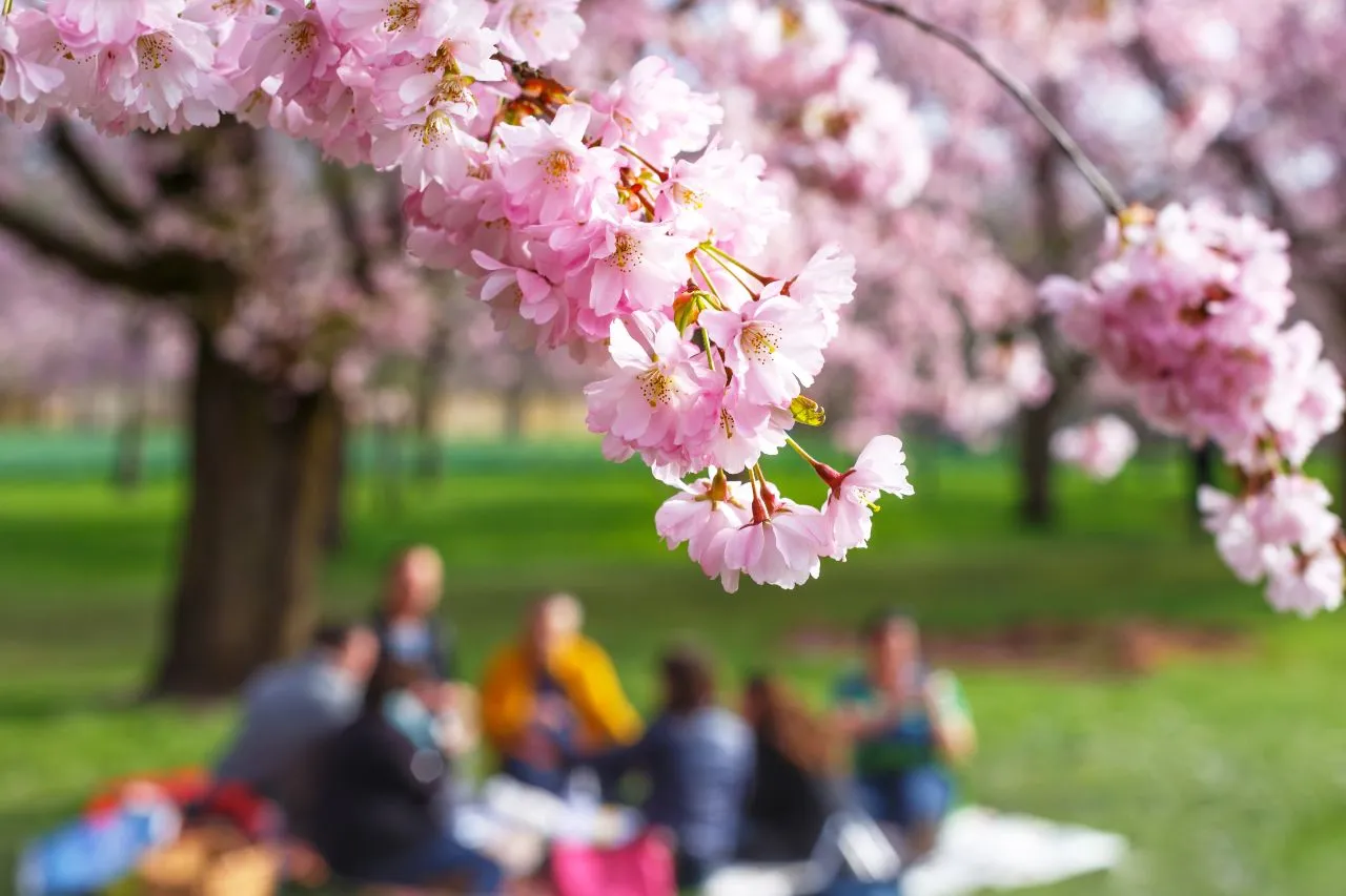Shutterstock by nnattalli - Hanami allOrto Botanico di Roma, le date e il programma dellevento