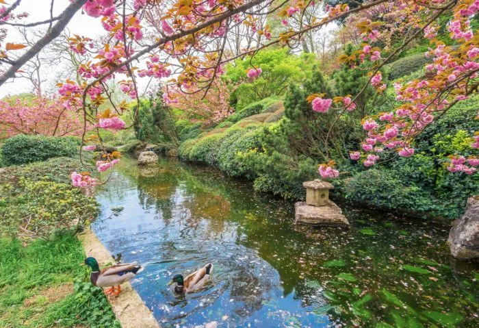 l'Orto Botanico di Roma durante l'Hanami