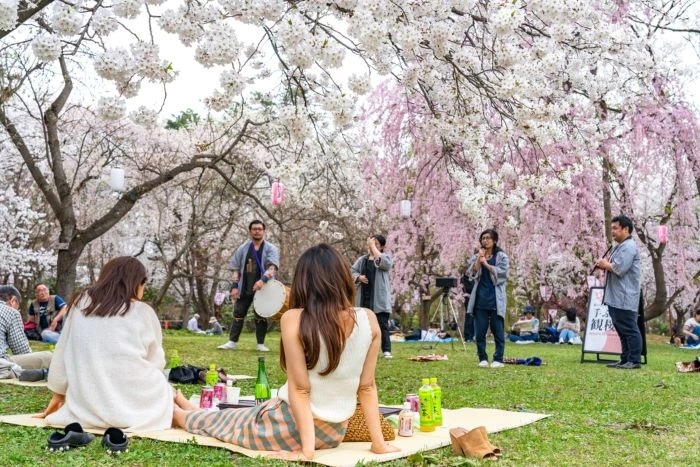 Hanami, picnic sotto i fiori di ciliegio