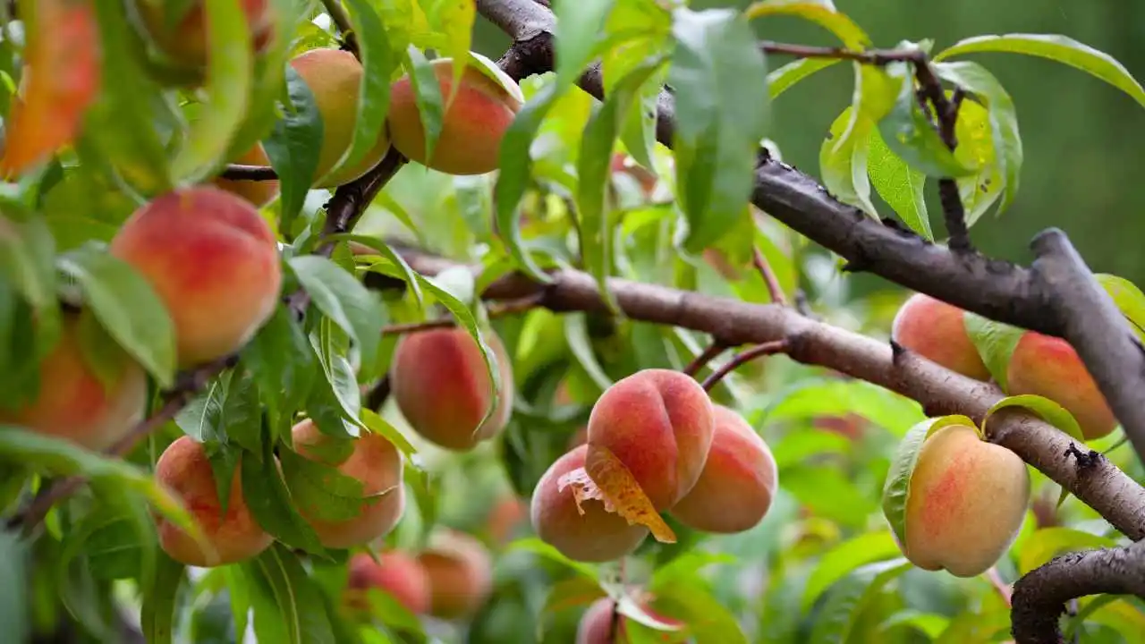 cibi tossici e pericolosi: tra questi ci sono le pesche