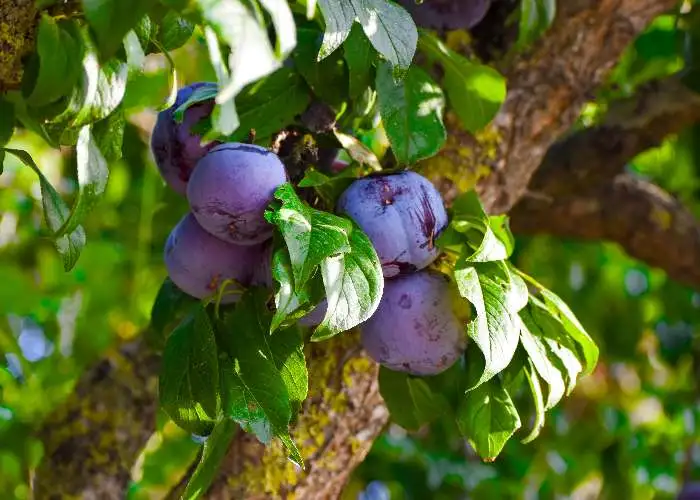 Prugne, un esempio di drupe: tra i cibi tossici o pericolosi che mangiamo regolarmente