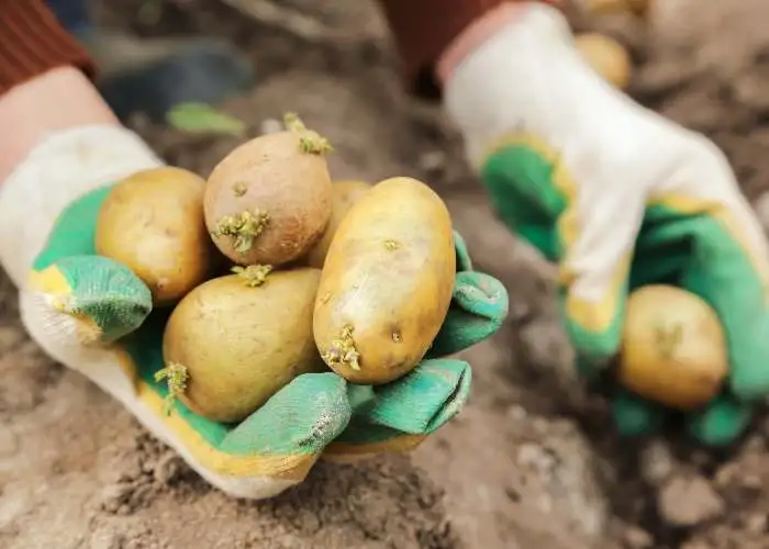 patate con germogli