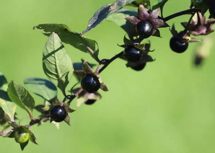 Atropa belladonna