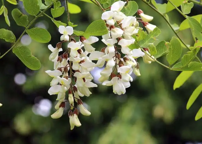 Robinia pseudoacacia