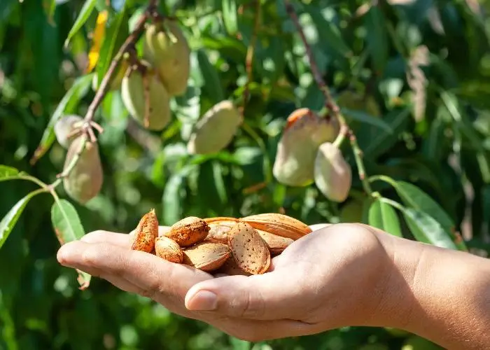 le mandorle domestiche non sono tra i cibi tossici o pericolosi perché selezionati nel tempo