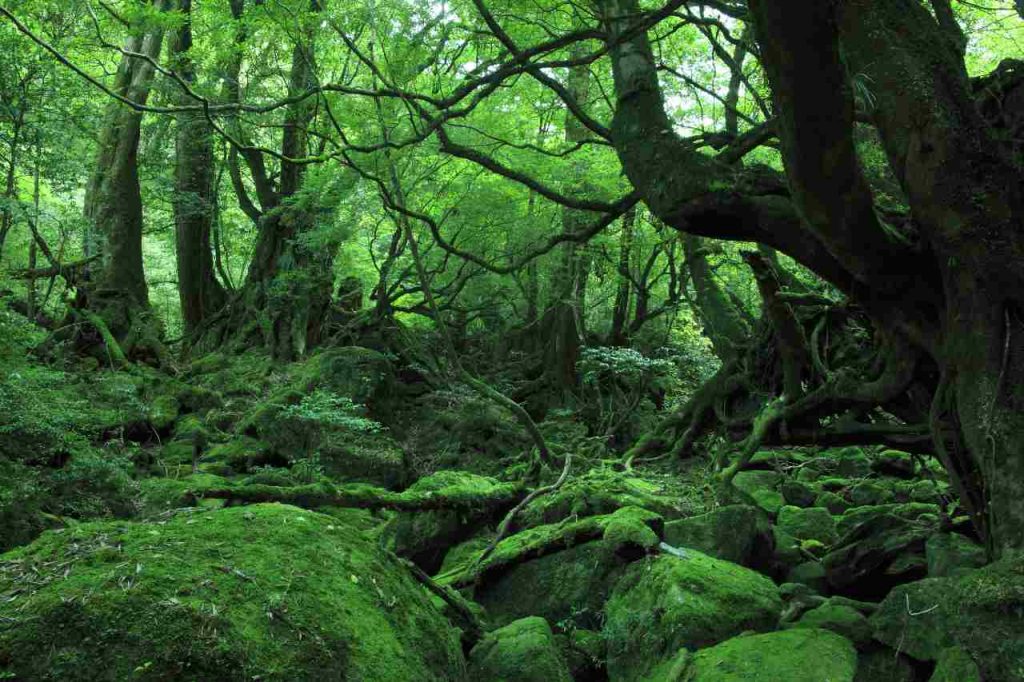 La foresta di Yakushima è tra i luoghi che hanno ispirato i film dello Studio Ghibli