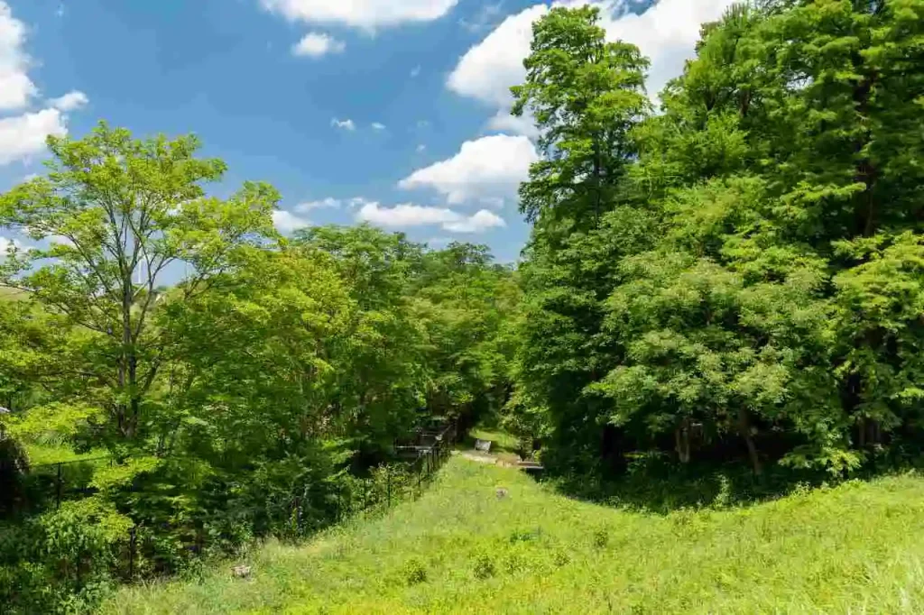 La foresta di Totoro