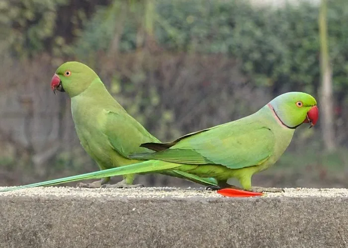 Pappagalli verdi Roma