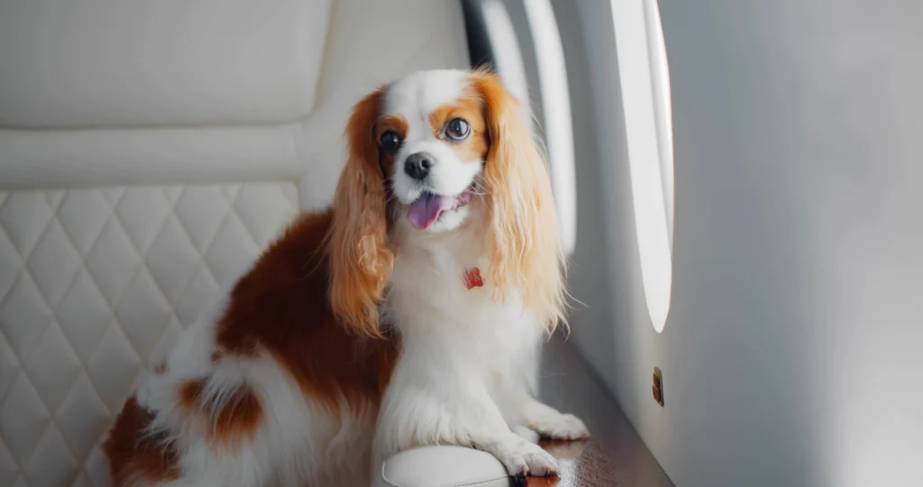 Trasporto animali in aereo