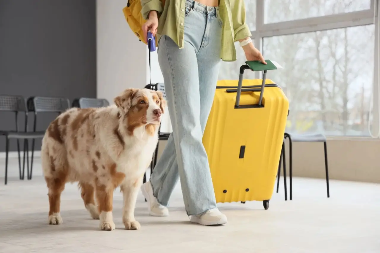 Trasporto animali in aereo senza limiti di peso