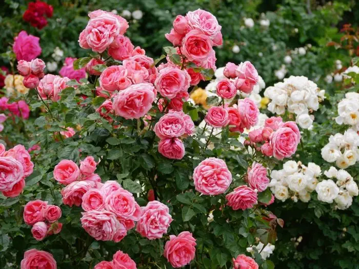 Roseto Comunale di Roma