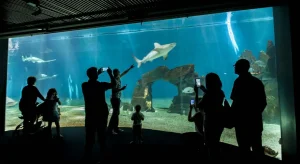 Cinque acquari imperdibili da visitare da nord a sud Italia