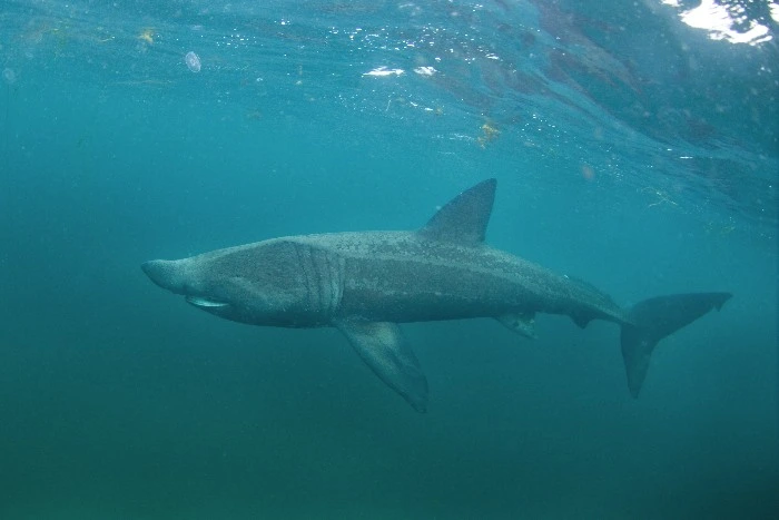 Avvistamenti di squalo elefante in Italia: dove si trova e dove vive