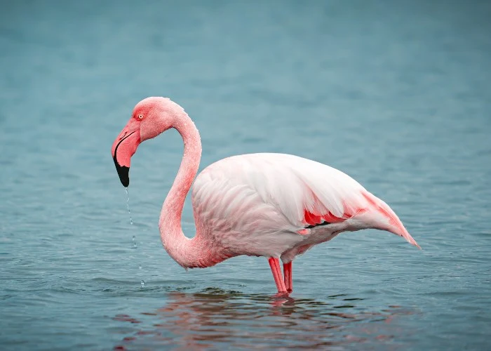 fenicotteri rosa in Italia