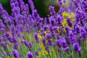Festa della Lavanda 2025: scopriamo insieme l'evento al Lavandeto di Roma