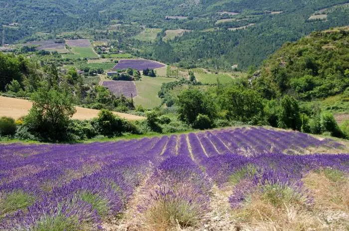 Al Lavandeto di Roma la Festa della Lavanda 2025