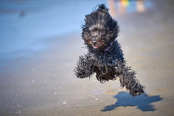 Le migliori spiagge attrezzate per cani d'Italia - Spiaggia di Pluto, Bibione