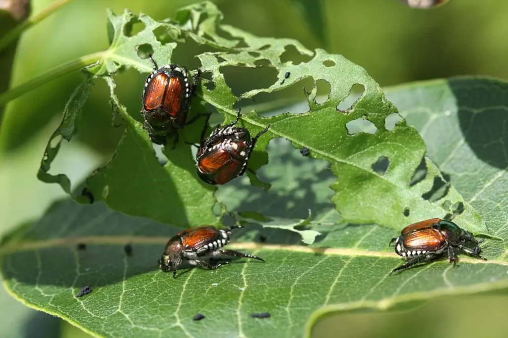 Scarabeo giapponese, è invasione in Lombardia e Piemonte