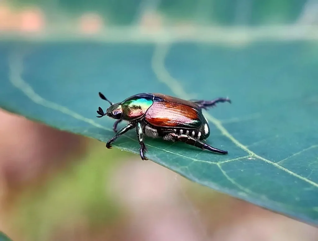 Lo scarabeo giapponese: è invasione nel nord Italia