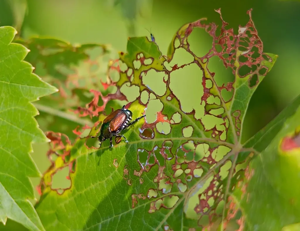 Popillia japonica o scarabeo giapponese, i rischi per le piante in Italia