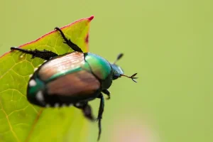 Scarabeo giapponese, è invasione in Lombardia e Piemonte