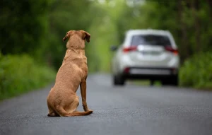 Abbandono degli animali: cosa cambia con la nuova legge