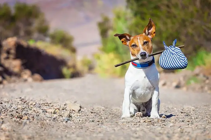 legge contro abbandono degli animali