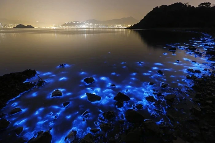 Lucciole di mare che illuminano le coste con riflessi blu elettrico