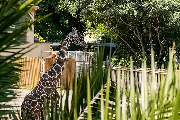 Cosa fare a Roma 19 luglio 2025: tra gli eventi c'è Safari Night al Bioparco di Roma