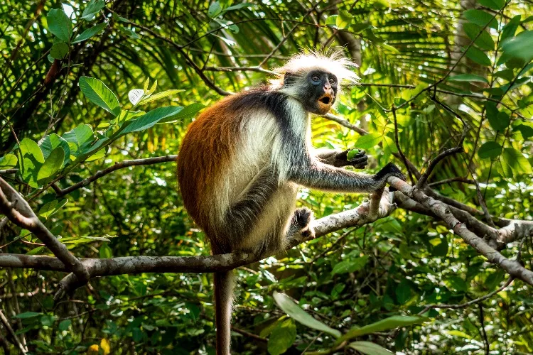 Cosa vedere a Zanzibar in 7 giorni